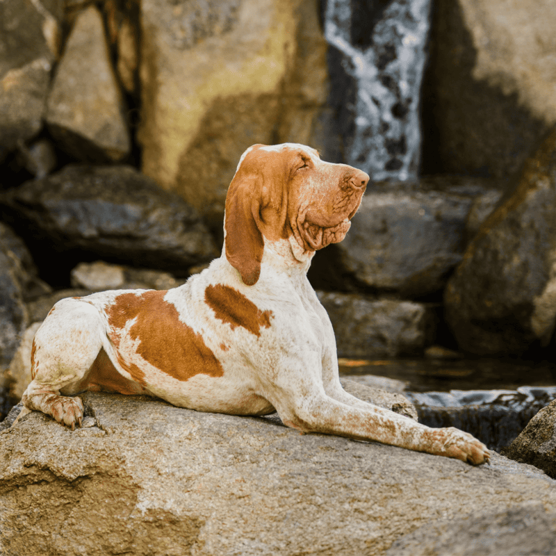 Bracco Italiano photo 1