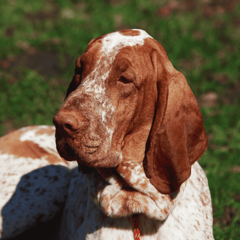 Close-up of a Basset Hound dog lying on grass in sunlight.
