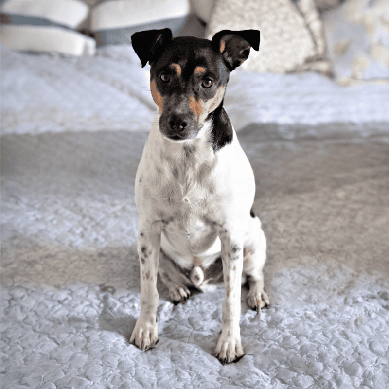 Brazilian Terrier overview