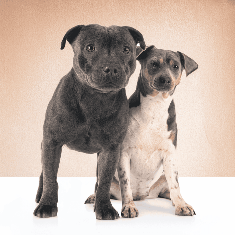 Adorable puppies sitting, black and white, in a clean indoor setting.