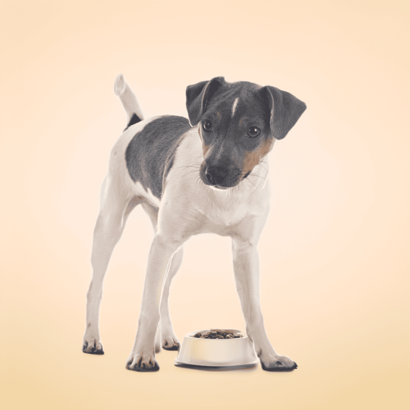 Brazilian Terrier Food & Diet Requirements