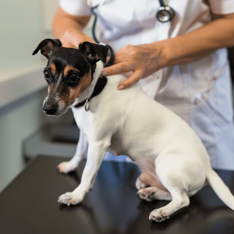 Brazilian Terrier health