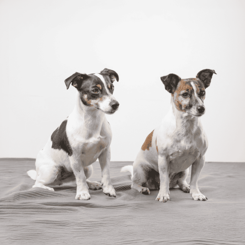 Playful Rat Terriers sitting indoors on fluffy gray blanket, perfect for dog lovers seeking small, friendly pets.