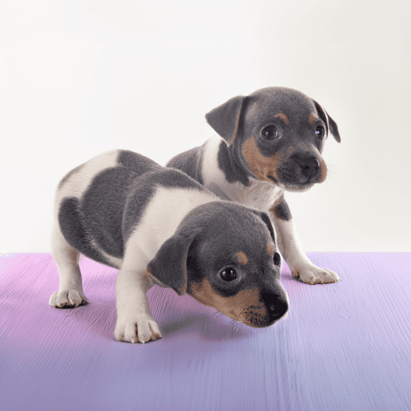 Adorable black, white, and tan Dachshund puppies practicing yoga on purple mat. Perfect for pet care and dog training.
