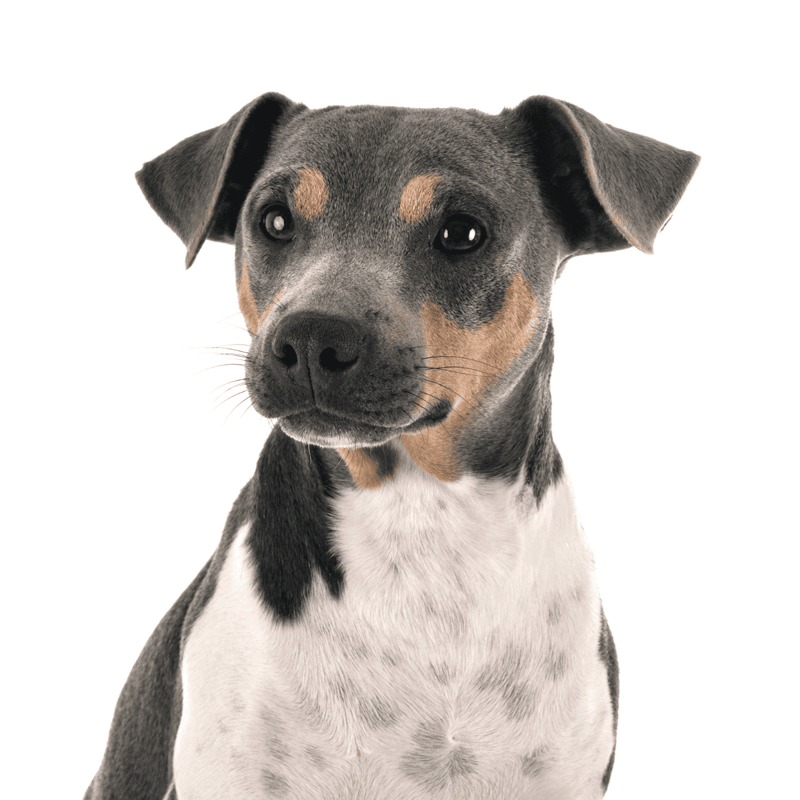 Adorable dog portrait with bright eyes and smooth fur, highlighting pet health and wellness.