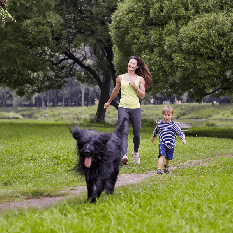 Briard Are These Dogs Good For Families