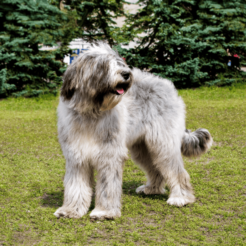 Briard overview