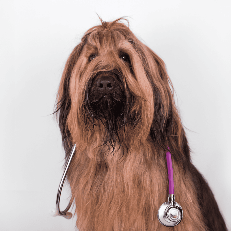 Briard health