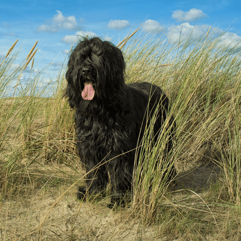 Black fluffy dog in tall grass on beach with blue sky.