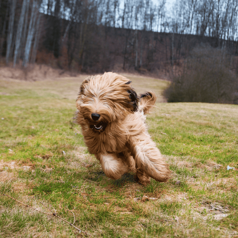 Briards Move in a Special Way