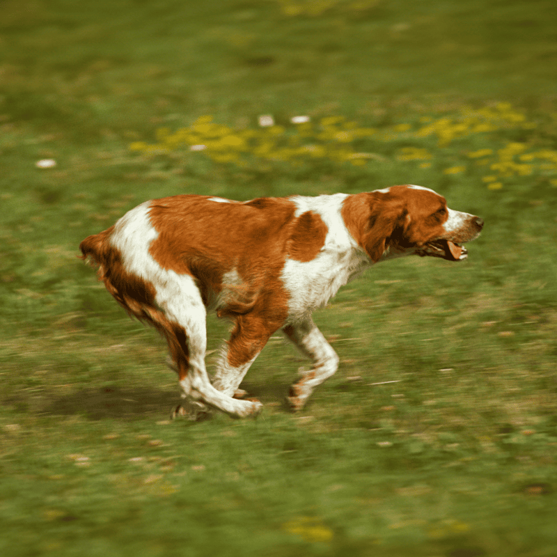 Dog running through grassy field, showcasing agility and energy.