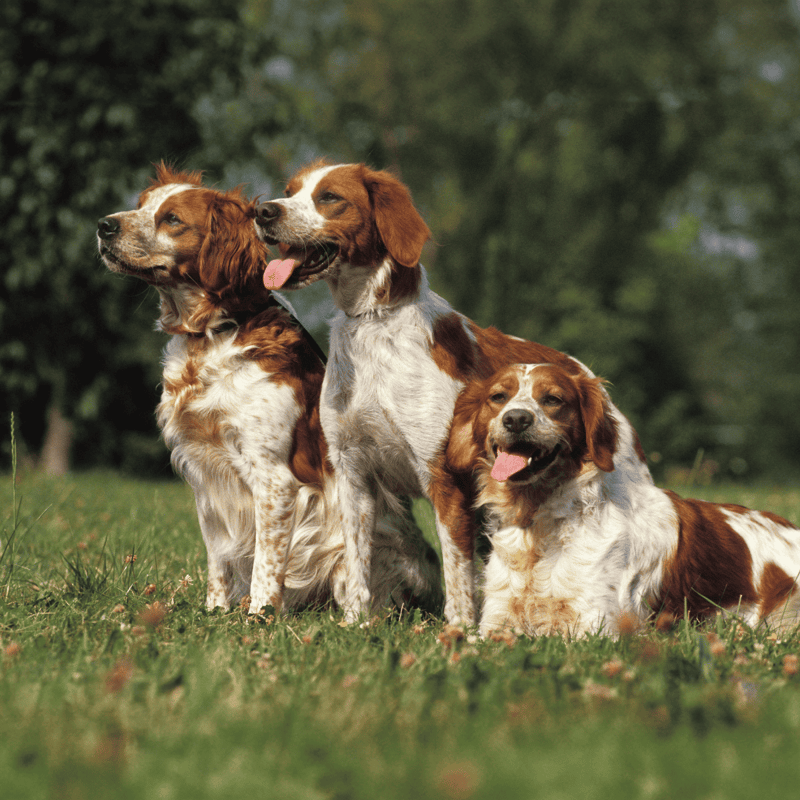 Adorable English Springer Spaniel dogs sitting and playing in a grassy park or field.