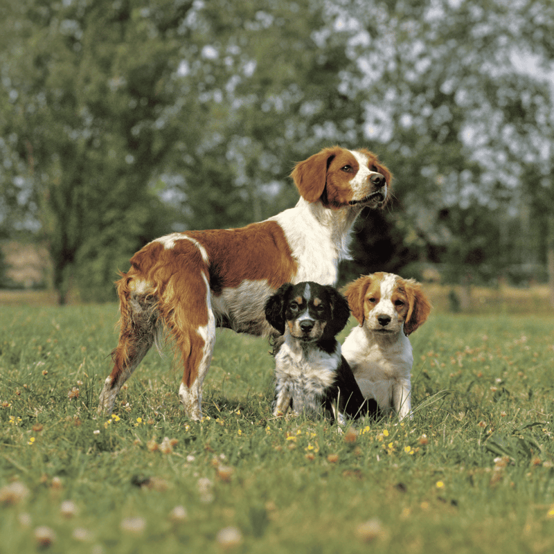 Alt text: Three adorable puppies with an adult dog in a green park setting.