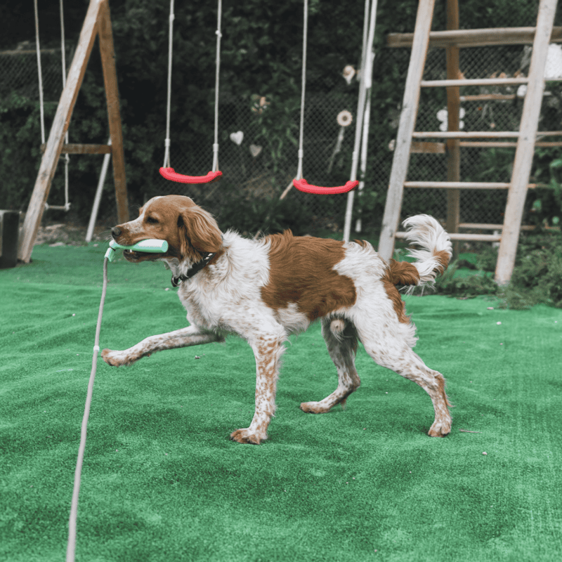 Dog playing fetch toy on grassy yard with swing set in background.