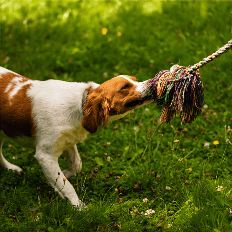 Dog playing tug-of-war with a colorful rope toy in a grassy field.