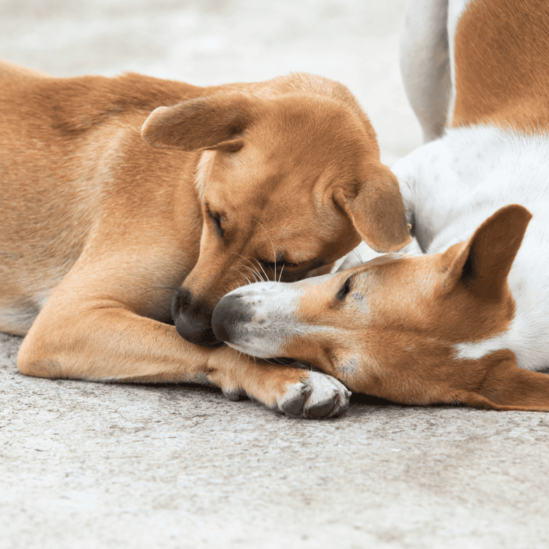 Adorable dogs cuddling, showing companionship, love, and friendship.