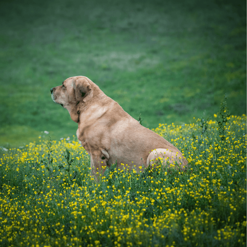 Dog sitting in a grassy field with yellow flowers, peaceful outdoor space, ideal for pet and dog care SEO.