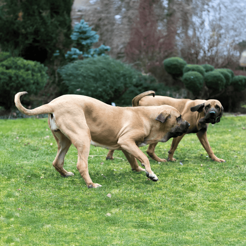 Broholmer Male Vs. Female