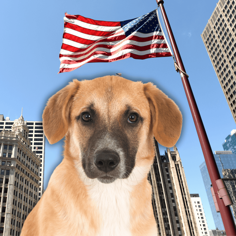 American flag flying above city skyscrapers with a friendly dog in foreground.
