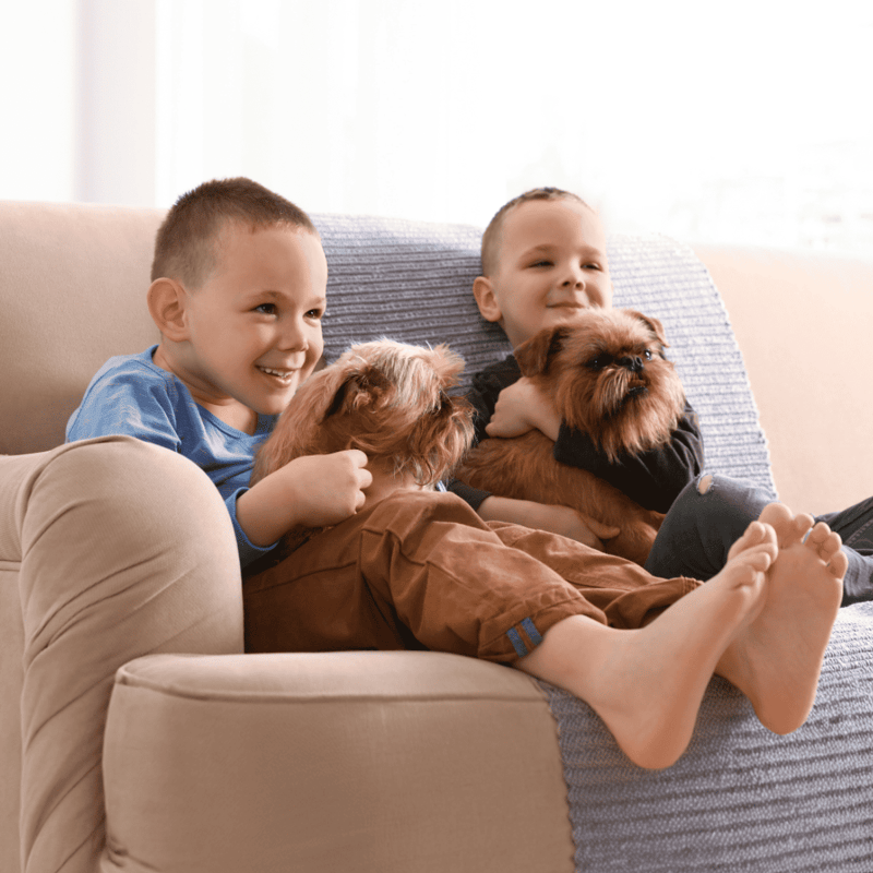 Brussels Griffon Are These Dogs Good For Families