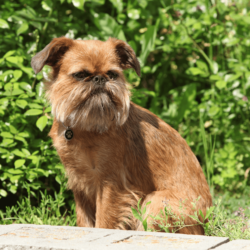 Brussels Griffon overview