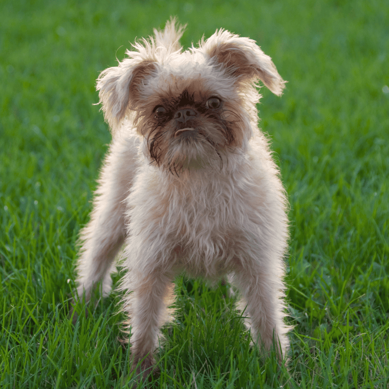 Brussels Griffon characteristics