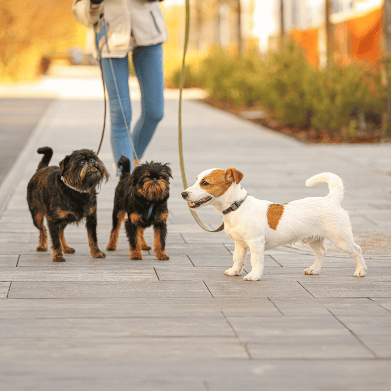 Brussels Griffon Does This Breed Get Along With Other Pets
