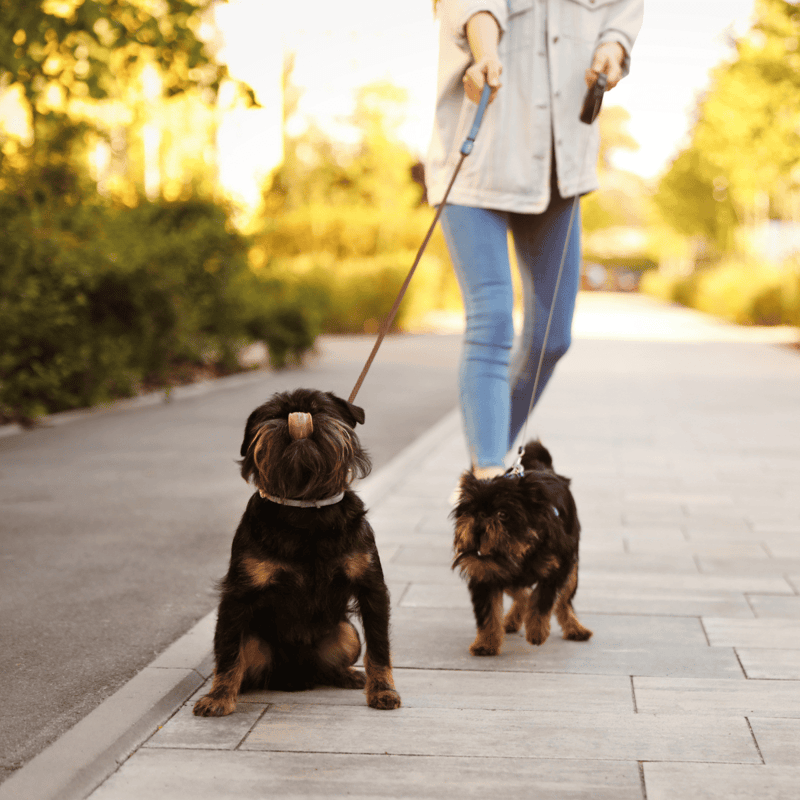Brussels Griffon Exercise