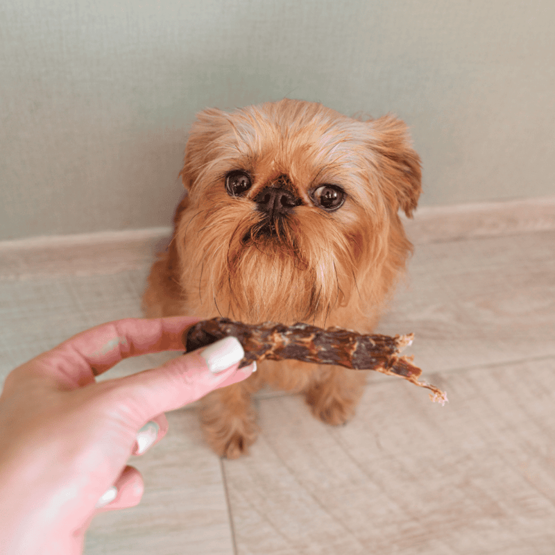 Brussels Griffon Food & Diet Requirements