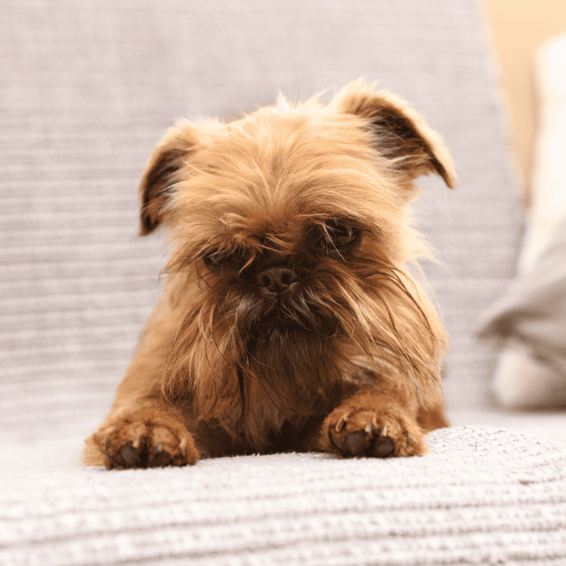 Brussels Griffon photo 2