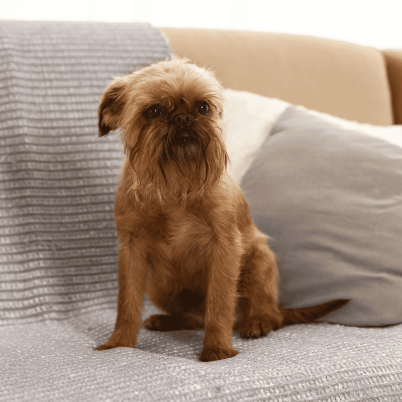 Brussels Griffon photo 1