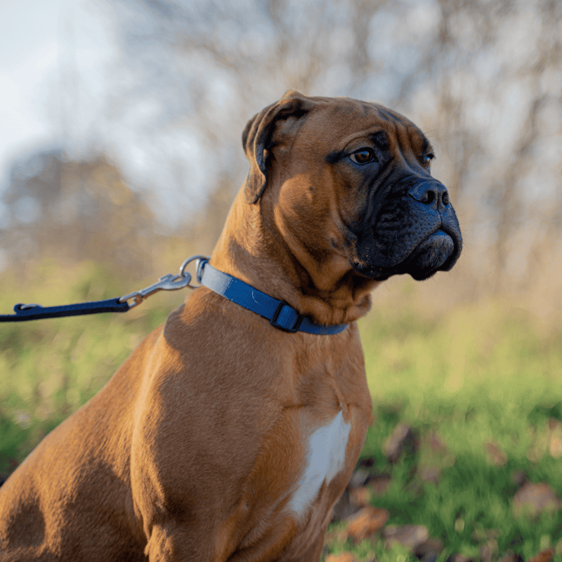 Bull Mastiffs Have A Unique Way For Protection