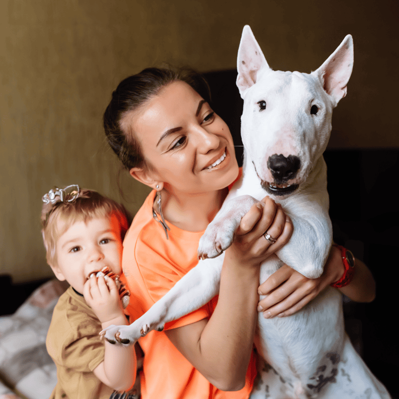 Bull Terrier Are These Dogs Good For Families