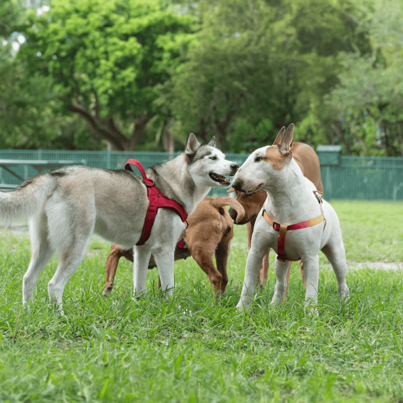 Friendly dogs interacting outdoors on grass.