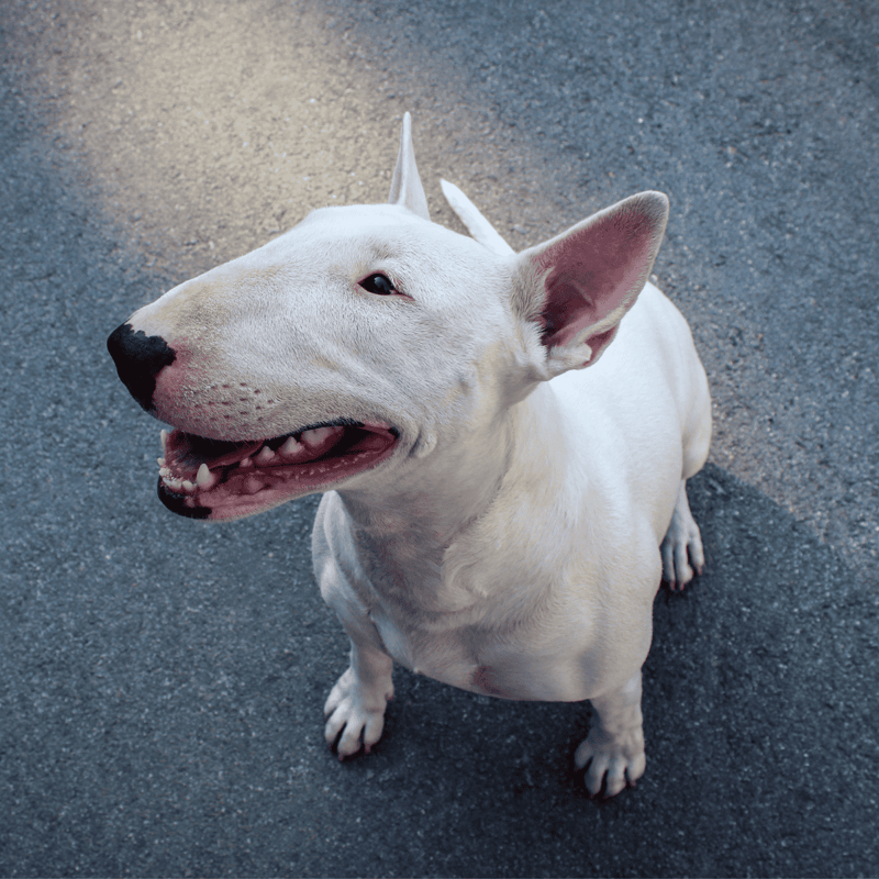 Bull Terrier Final Thoughts
