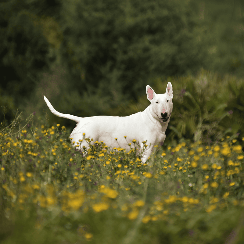 Bull Terrier photo 3