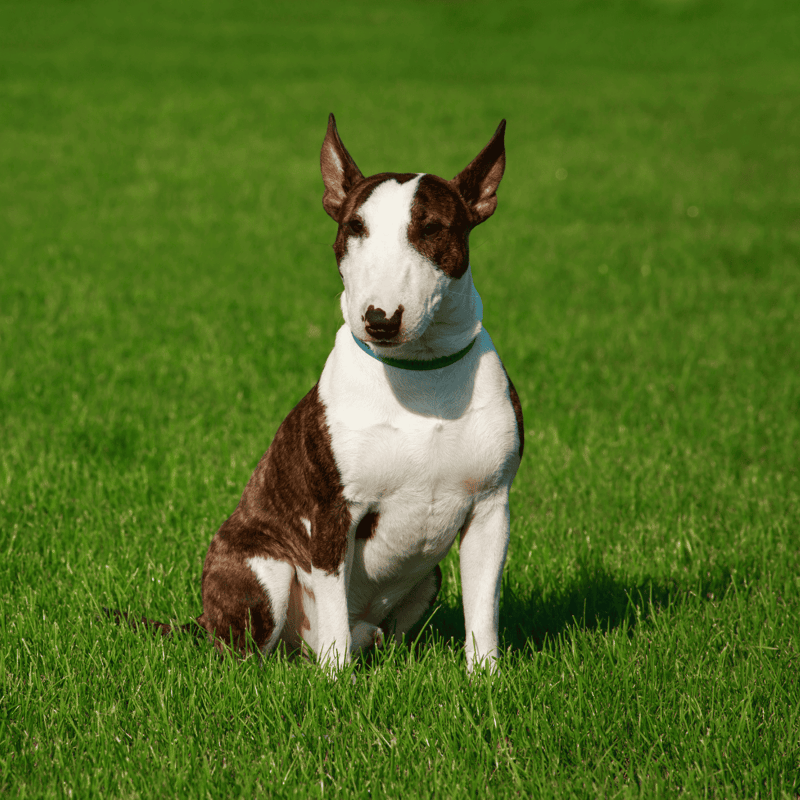 Bull Terrier photo 1