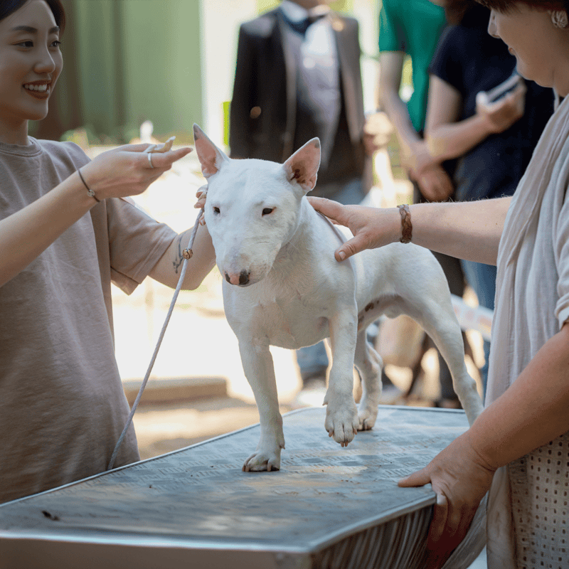 Bull Terrier Grooming