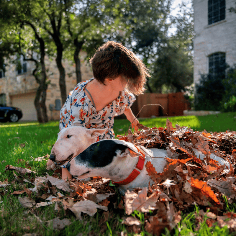 Bull Terrier Male Vs. Female