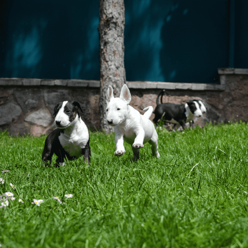 Bull Terrier Puppies