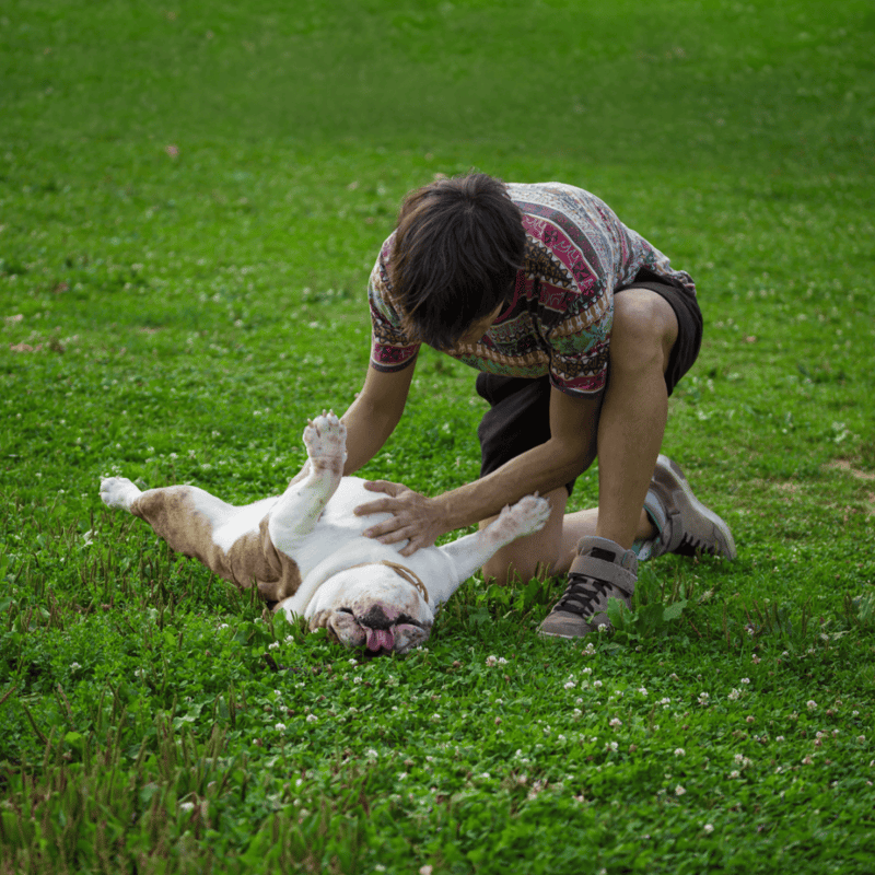 Bulldog Are These Dogs Good For Families
