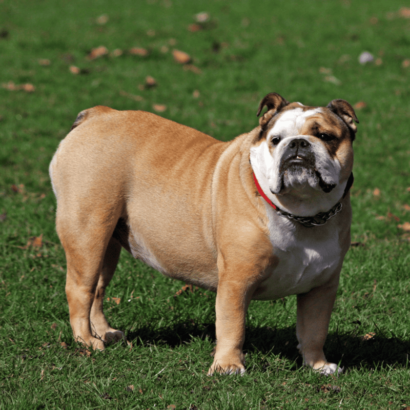 Bulldog characteristics