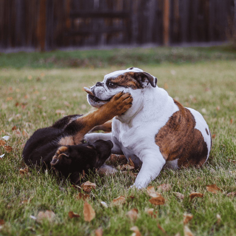 Bulldog Does This Breed Get Along With Other Pets
