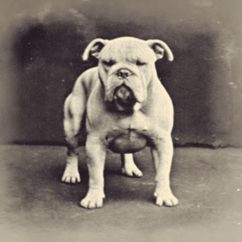 Bulldog They Were Known As The Churchill Dog