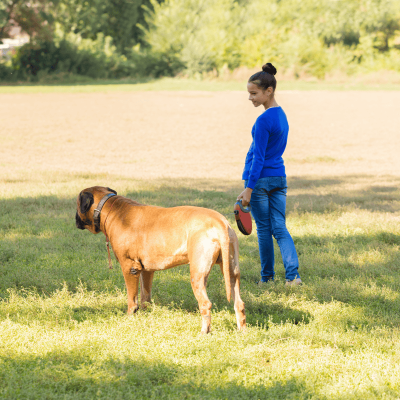 Bullmastiff Are These Dogs Good For Families