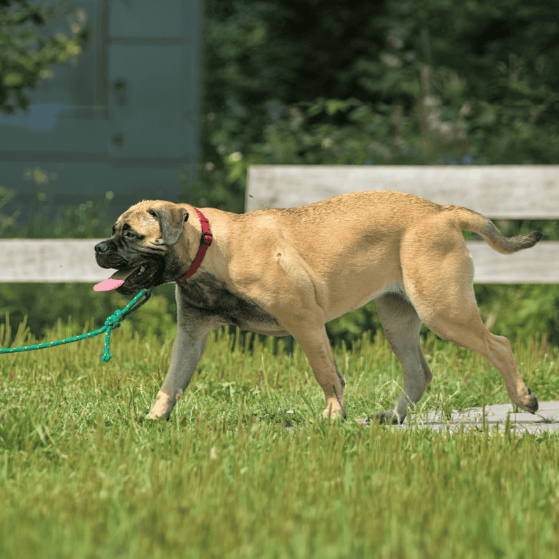 Bullmastiff characteristics