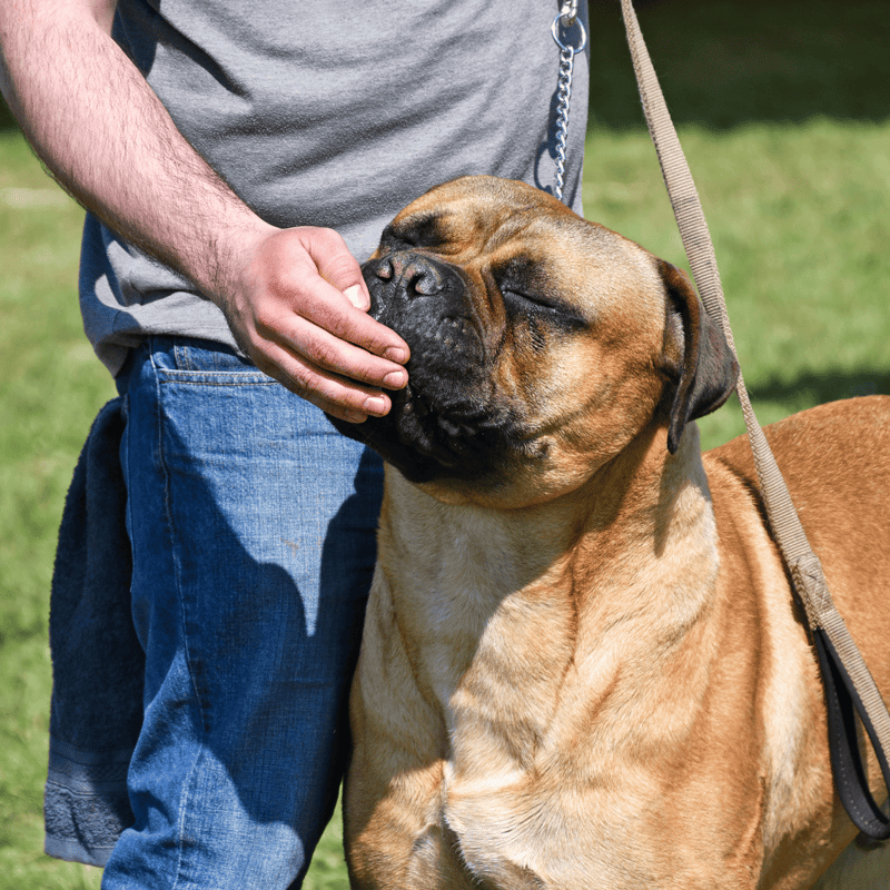 Bullmastiff Food & Diet Requirements