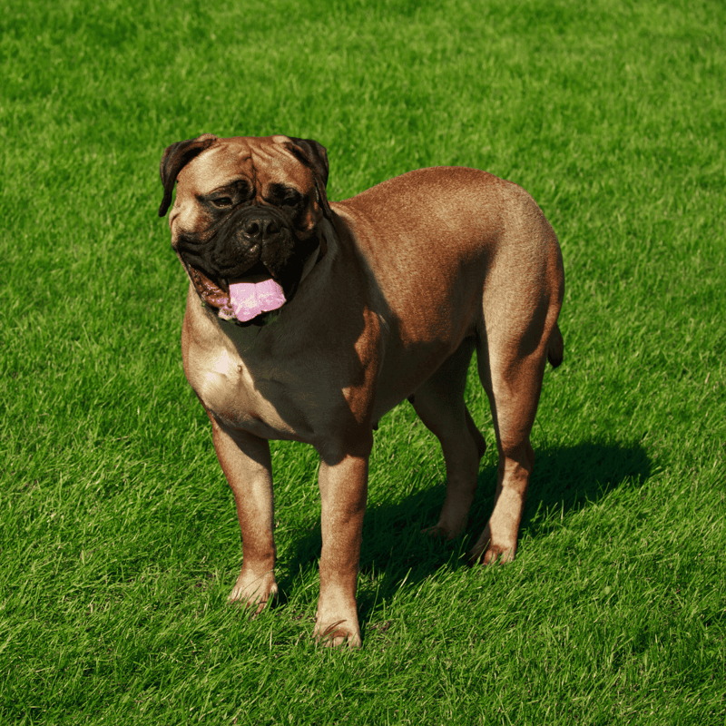 Bullmastiff photo 2