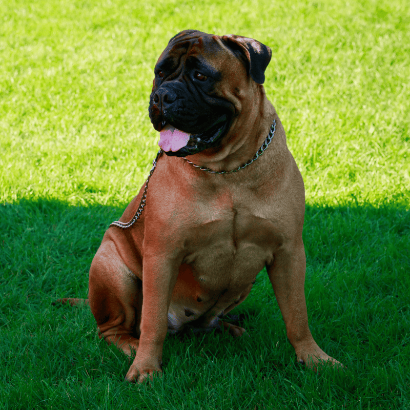 Bullmastiff photo 3