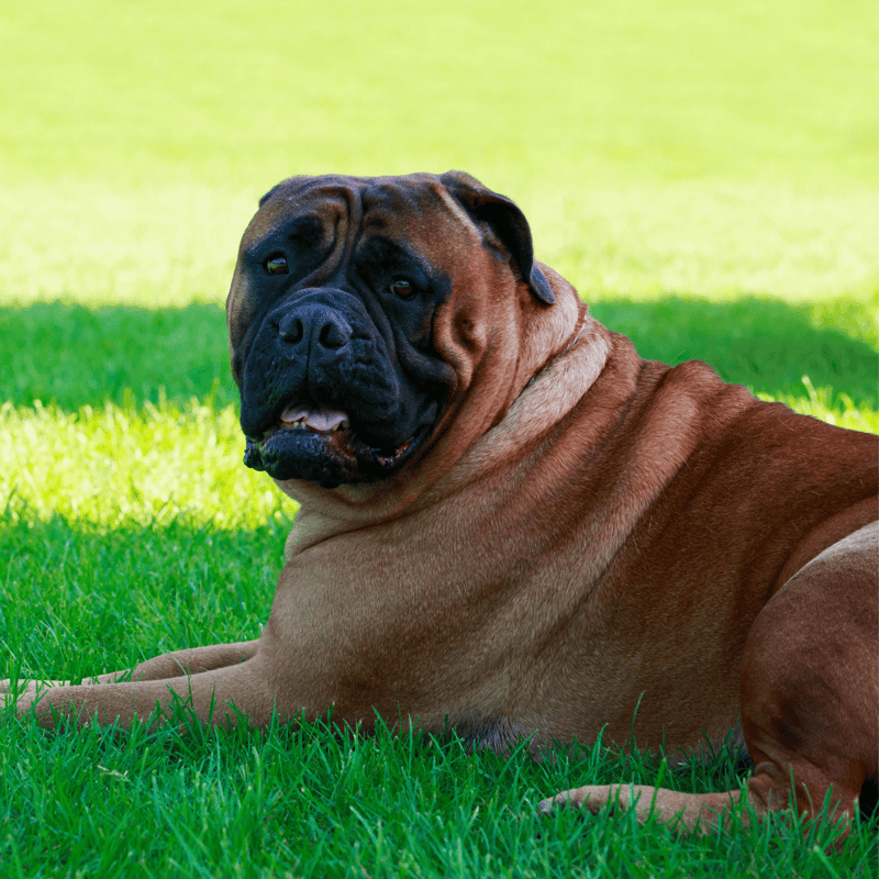 Bullmastiff photo 1